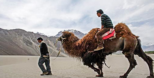 Camel Safari at Nubra Valley