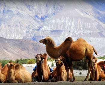 Things to do in Nubra Valley
